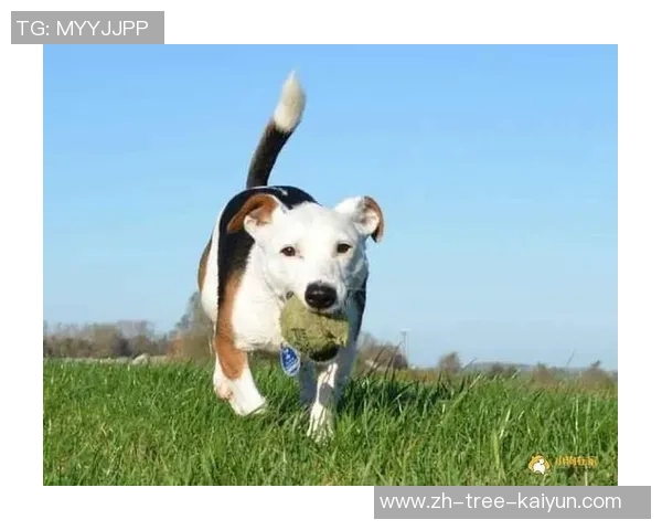 让狗狗爱上运动的足球玩具助力快乐成长与健康生活